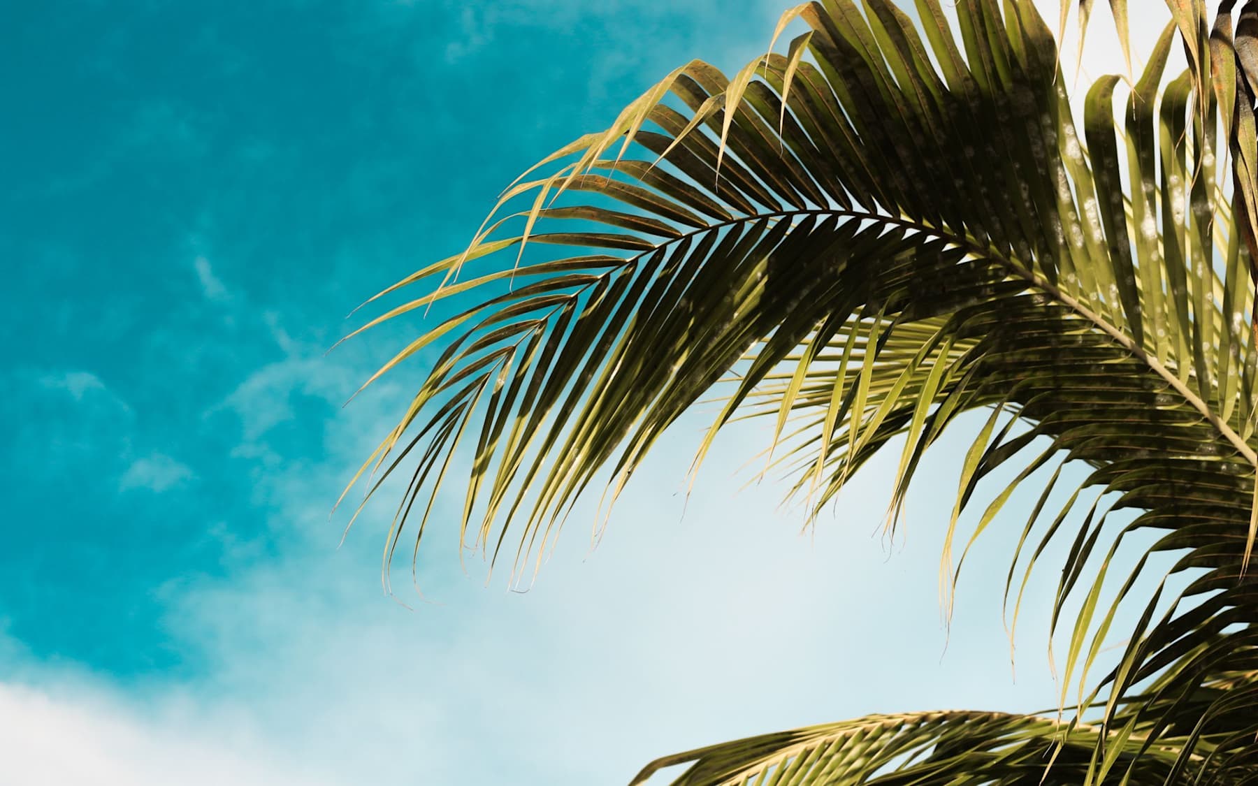 Palm and sky