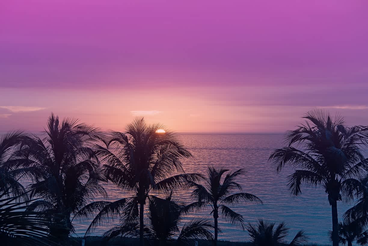 Sunset palms